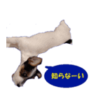 ロンジェ1（個別スタンプ：30）