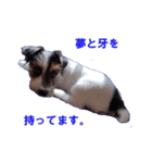 ロンジェ1（個別スタンプ：31）