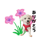 ぼく、こさぶろう（個別スタンプ：1）