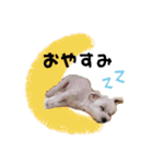 ぼく、こさぶろう（個別スタンプ：4）