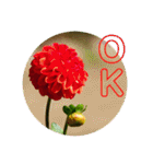 ダリアの花で《OK＆いいね》たくさん＊（個別スタンプ：3）