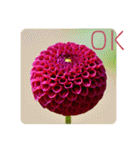 ダリアの花で《OK＆いいね》たくさん＊（個別スタンプ：4）