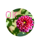 ダリアの花で《OK＆いいね》たくさん＊（個別スタンプ：7）