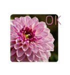 ダリアの花で《OK＆いいね》たくさん＊（個別スタンプ：9）