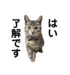 トラ猫サバトラ！福を呼ぶ子猫/デカ文字（個別スタンプ：1）