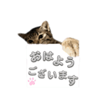 トラ猫サバトラ！福を呼ぶ子猫/デカ文字（個別スタンプ：2）