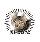 トラ猫サバトラ！福を呼ぶ子猫/デカ文字（個別スタンプ：3）