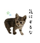 トラ猫サバトラ！福を呼ぶ子猫/デカ文字（個別スタンプ：4）