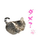 トラ猫サバトラ！福を呼ぶ子猫/デカ文字（個別スタンプ：5）