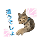 トラ猫サバトラ！福を呼ぶ子猫/デカ文字（個別スタンプ：6）