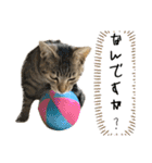 トラ猫サバトラ！福を呼ぶ子猫/デカ文字（個別スタンプ：7）