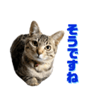 トラ猫サバトラ！福を呼ぶ子猫/デカ文字（個別スタンプ：8）