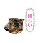 トラ猫サバトラ！福を呼ぶ子猫/デカ文字（個別スタンプ：9）