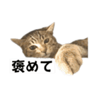 トラ猫サバトラ！福を呼ぶ子猫/デカ文字（個別スタンプ：10）