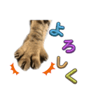 トラ猫サバトラ！福を呼ぶ子猫/デカ文字（個別スタンプ：11）