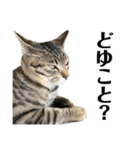 トラ猫サバトラ！福を呼ぶ子猫/デカ文字（個別スタンプ：12）