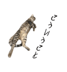トラ猫サバトラ！福を呼ぶ子猫/デカ文字（個別スタンプ：13）