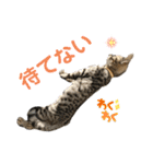 トラ猫サバトラ！福を呼ぶ子猫/デカ文字（個別スタンプ：14）