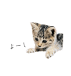 トラ猫サバトラ！福を呼ぶ子猫/デカ文字（個別スタンプ：16）