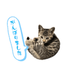 トラ猫サバトラ！福を呼ぶ子猫/デカ文字（個別スタンプ：18）