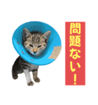 トラ猫サバトラ！福を呼ぶ子猫/デカ文字（個別スタンプ：19）