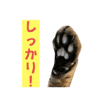トラ猫サバトラ！福を呼ぶ子猫/デカ文字（個別スタンプ：21）