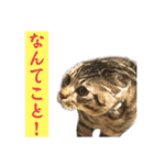 トラ猫サバトラ！福を呼ぶ子猫/デカ文字（個別スタンプ：22）