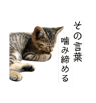 トラ猫サバトラ！福を呼ぶ子猫/デカ文字（個別スタンプ：24）