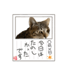 トラ猫サバトラ！福を呼ぶ子猫/デカ文字（個別スタンプ：25）