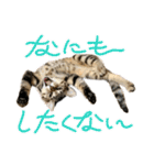 トラ猫サバトラ！福を呼ぶ子猫/デカ文字（個別スタンプ：26）