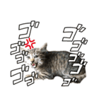 トラ猫サバトラ！福を呼ぶ子猫/デカ文字（個別スタンプ：27）