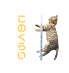 トラ猫サバトラ！福を呼ぶ子猫/デカ文字（個別スタンプ：28）