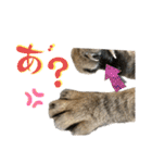トラ猫サバトラ！福を呼ぶ子猫/デカ文字（個別スタンプ：29）