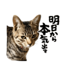 トラ猫サバトラ！福を呼ぶ子猫/デカ文字（個別スタンプ：30）