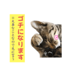 トラ猫サバトラ！福を呼ぶ子猫/デカ文字（個別スタンプ：31）