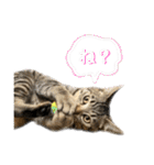 トラ猫サバトラ！福を呼ぶ子猫/デカ文字（個別スタンプ：32）