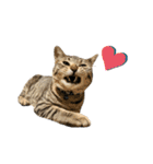 トラ猫サバトラ！福を呼ぶ子猫/デカ文字（個別スタンプ：33）