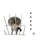 トラ猫サバトラ！福を呼ぶ子猫/デカ文字（個別スタンプ：34）
