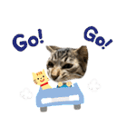 トラ猫サバトラ！福を呼ぶ子猫/デカ文字（個別スタンプ：35）
