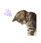 トラ猫サバトラ！福を呼ぶ子猫/デカ文字（個別スタンプ：36）