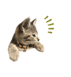 トラ猫サバトラ！福を呼ぶ子猫/デカ文字（個別スタンプ：38）