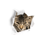 トラ猫サバトラ！福を呼ぶ子猫/デカ文字（個別スタンプ：39）