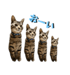 トラ猫サバトラ！福を呼ぶ子猫/デカ文字（個別スタンプ：40）