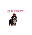 帽子をかぶった犬のあいさつ（個別スタンプ：30）