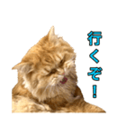 ペロッとシリーズ2（作戦用語）（個別スタンプ：1）