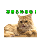 ペロッとシリーズ2（作戦用語）（個別スタンプ：2）