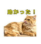 ペロッとシリーズ2（作戦用語）（個別スタンプ：3）