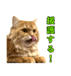 ペロッとシリーズ2（作戦用語）（個別スタンプ：4）