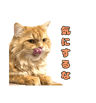 ペロッとシリーズ2（作戦用語）（個別スタンプ：5）