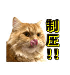 ペロッとシリーズ2（作戦用語）（個別スタンプ：6）